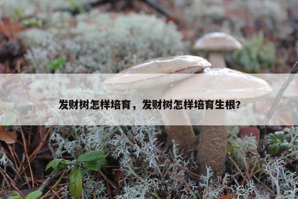 发财树怎样培育，发财树怎样培育生根?