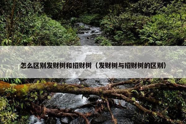 怎么区别发财树和招财树（发财树与招财树的区别）