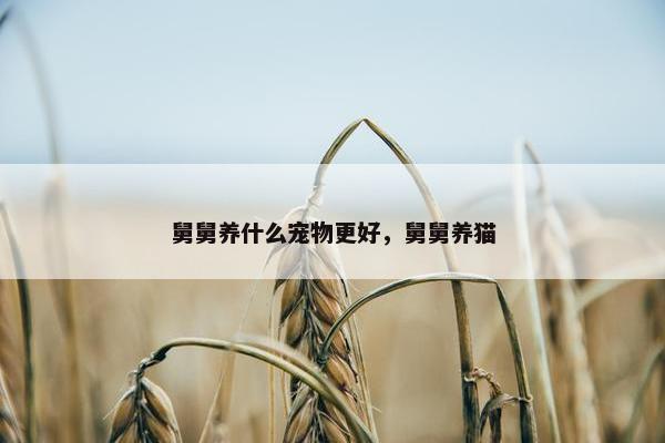 舅舅养什么宠物更好，舅舅养猫