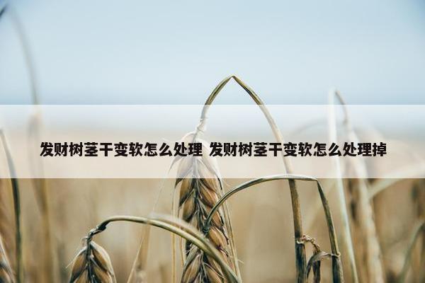 发财树茎干变软怎么处理 发财树茎干变软怎么处理掉