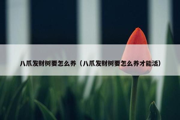 八爪发财树要怎么养（八爪发财树要怎么养才能活）