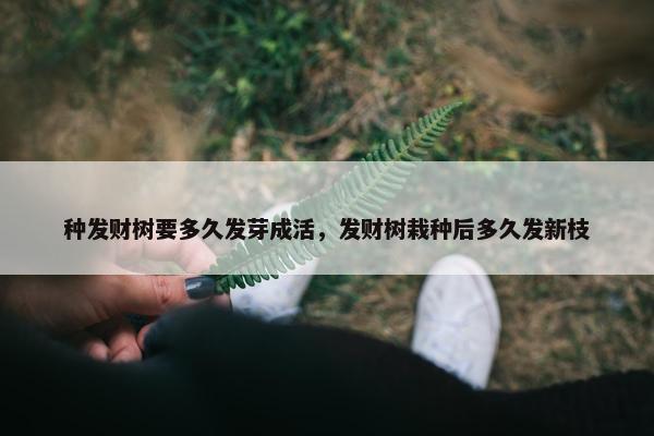 种发财树要多久发芽成活，发财树栽种后多久发新枝