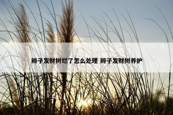 辫子发财树烂了怎么处理 辫子发财树养护