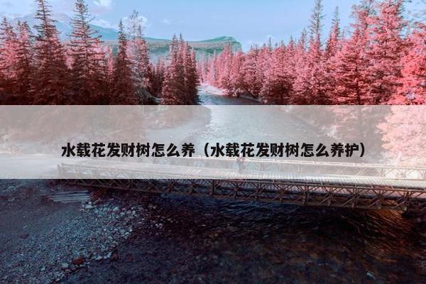 水载花发财树怎么养（水载花发财树怎么养护）