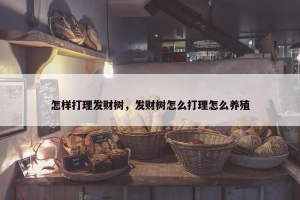 怎样打理发财树，发财树怎么打理怎么养殖