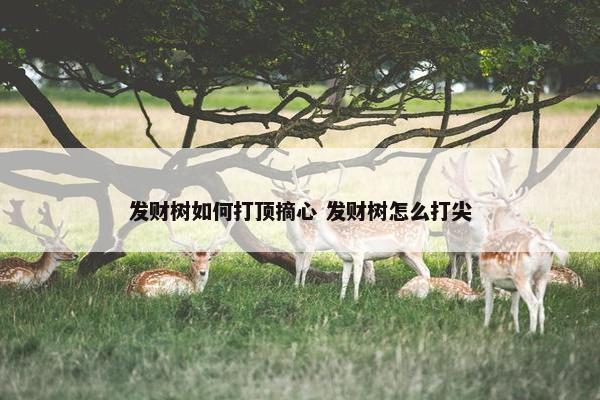 发财树如何打顶摘心 发财树怎么打尖