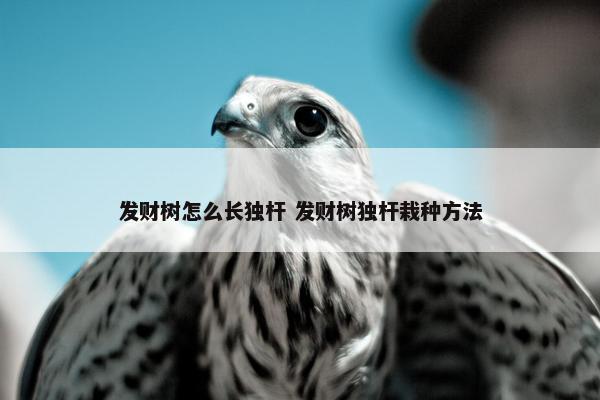 发财树怎么长独杆 发财树独杆栽种方法