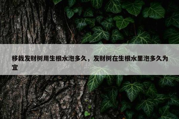 移栽发财树用生根水泡多久，发财树在生根水里泡多久为宜