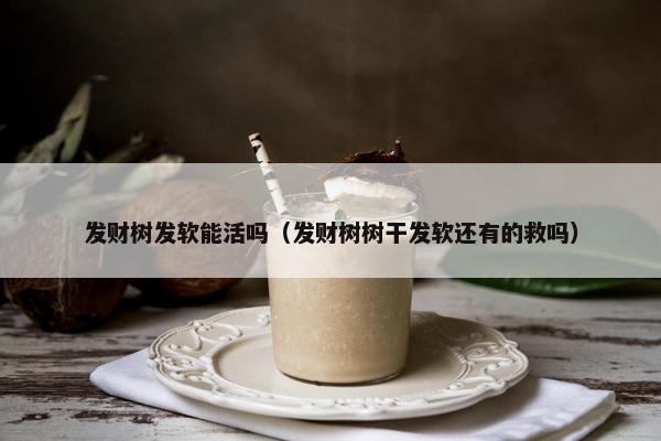 发财树发软能活吗（发财树树干发软还有的救吗）