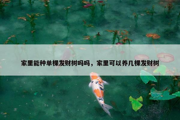 家里能种单棵发财树吗吗，家里可以养几棵发财树