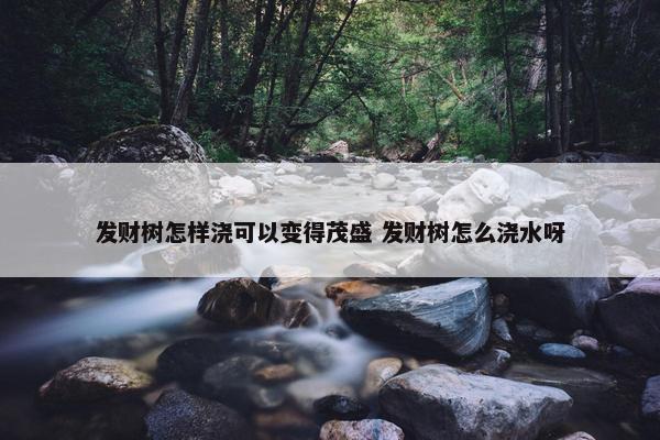 发财树怎样浇可以变得茂盛 发财树怎么浇水呀