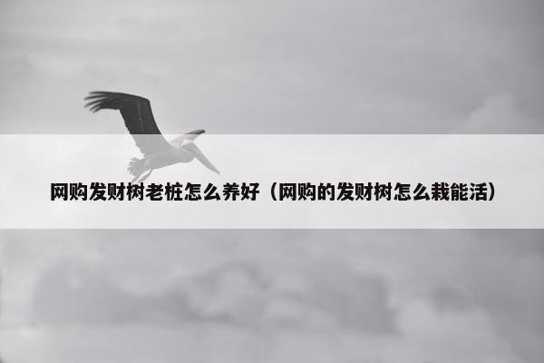 网购发财树老桩怎么养好（网购的发财树怎么栽能活）