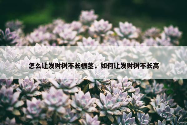 怎么让发财树不长根茎，如何让发财树不长高