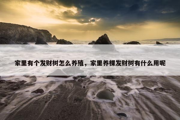 家里有个发财树怎么养殖，家里养棵发财树有什么用呢