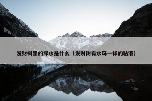 发财树里的绿水是什么（发财树有水珠一样的粘液）