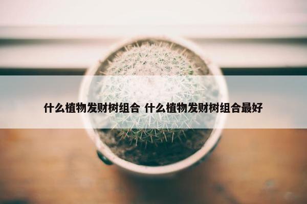 什么植物发财树组合 什么植物发财树组合最好