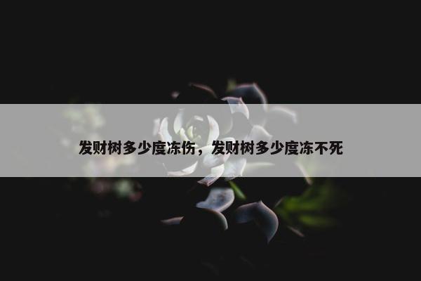 发财树多少度冻伤，发财树多少度冻不死