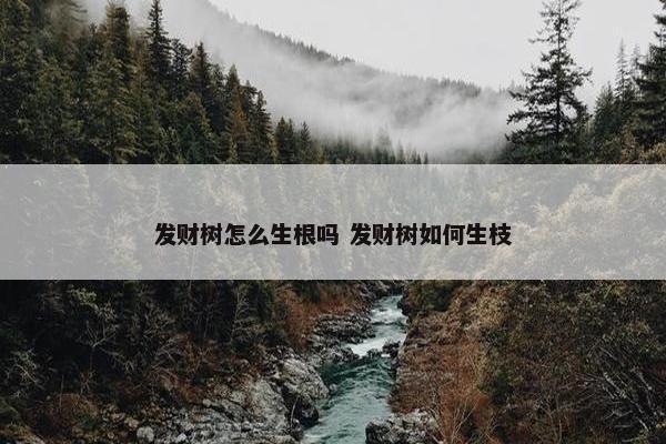 发财树怎么生根吗 发财树如何生枝