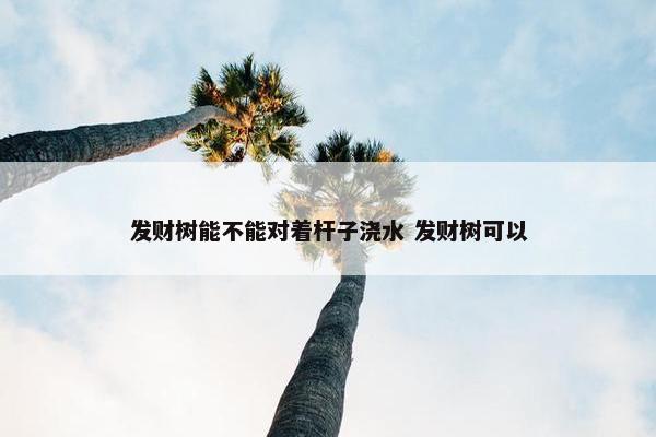 发财树能不能对着杆子浇水 发财树可以