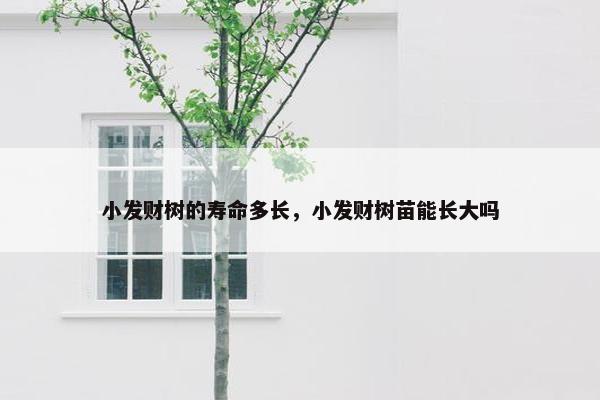 小发财树的寿命多长，小发财树苗能长大吗