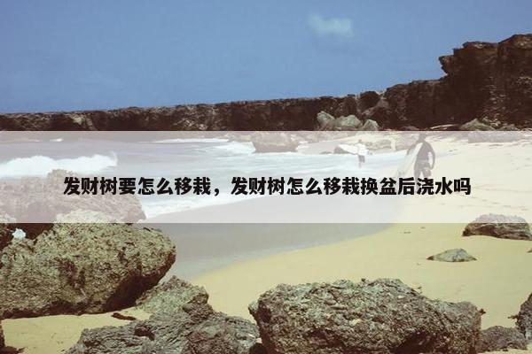 发财树要怎么移栽，发财树怎么移栽换盆后浇水吗