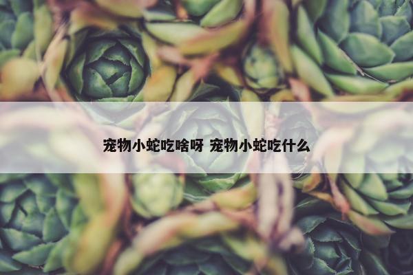 宠物小蛇吃啥呀 宠物小蛇吃什么