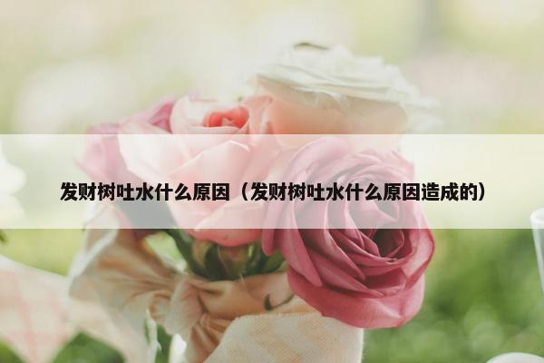 发财树吐水什么原因（发财树吐水什么原因造成的）