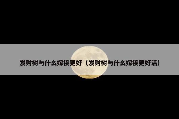 发财树与什么嫁接更好（发财树与什么嫁接更好活）