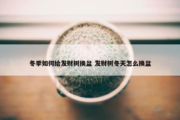 冬季如何给发财树换盆 发财树冬天怎么换盆