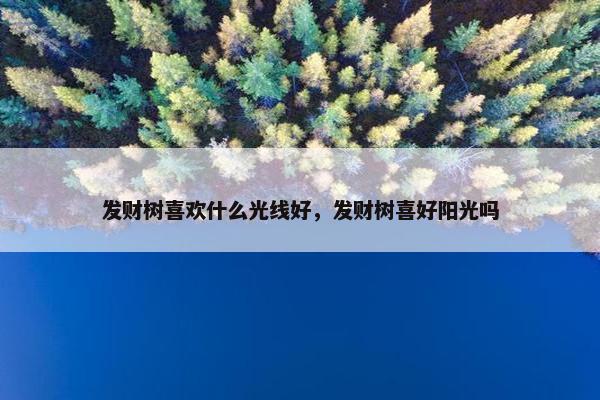 发财树喜欢什么光线好，发财树喜好阳光吗