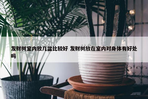 发财树室内放几盆比较好 发财树放在室内对身体有好处吗