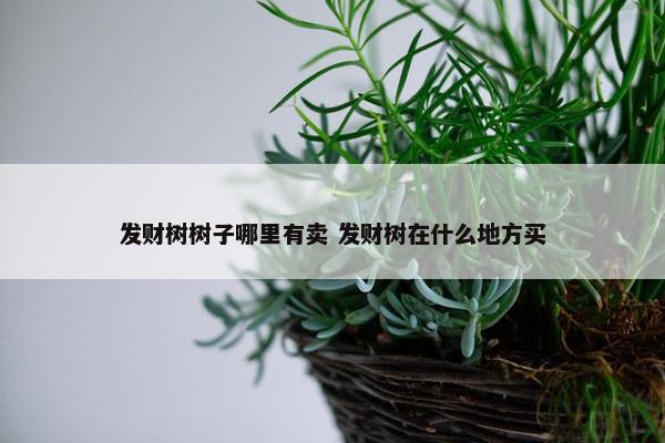 发财树树子哪里有卖 发财树在什么地方买