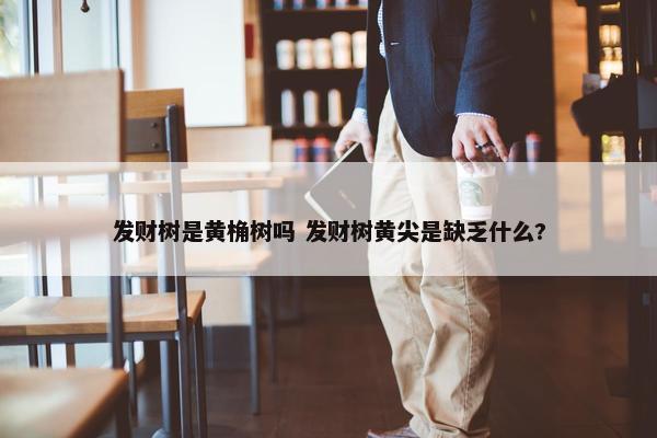 发财树是黄桷树吗 发财树黄尖是缺乏什么?