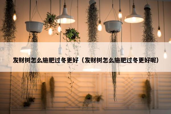 发财树怎么施肥过冬更好（发财树怎么施肥过冬更好呢）