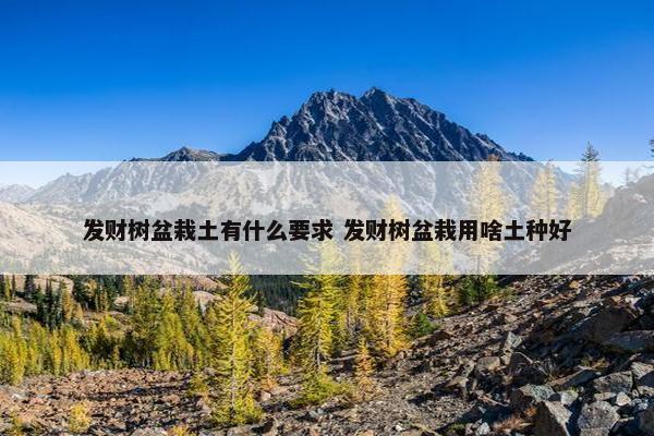 发财树盆栽土有什么要求 发财树盆栽用啥土种好