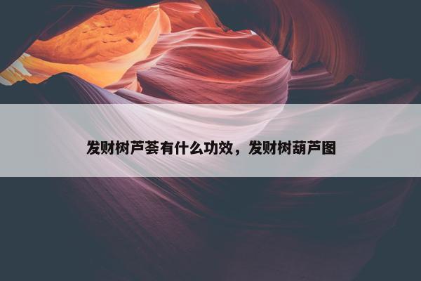 发财树芦荟有什么功效，发财树葫芦图