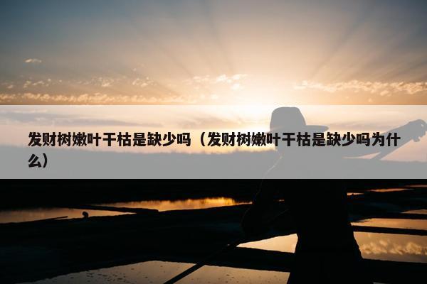 发财树嫩叶干枯是缺少吗（发财树嫩叶干枯是缺少吗为什么）