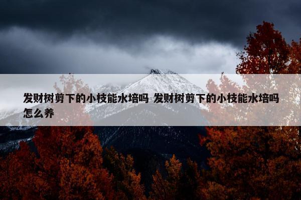 发财树剪下的小枝能水培吗 发财树剪下的小枝能水培吗怎么养