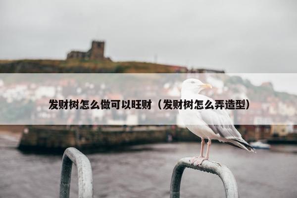 发财树怎么做可以旺财（发财树怎么弄造型）