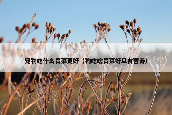 宠物吃什么青菜更好（狗吃啥青菜好且有营养）