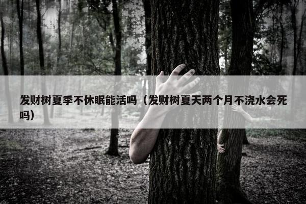 发财树夏季不休眠能活吗（发财树夏天两个月不浇水会死吗）