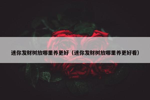 迷你发财树放哪里养更好（迷你发财树放哪里养更好看）