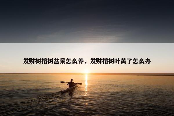 发财树榕树盆景怎么养，发财榕树叶黄了怎么办