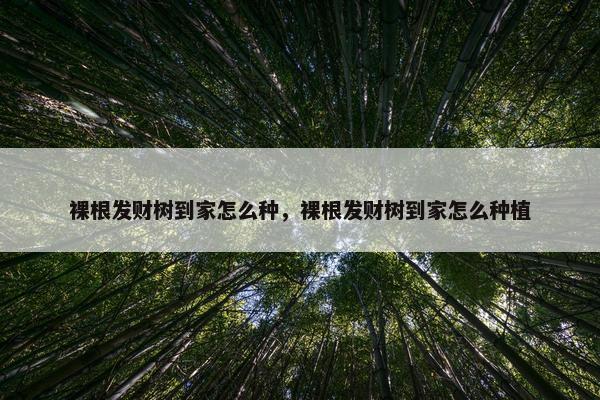 裸根发财树到家怎么种，裸根发财树到家怎么种植