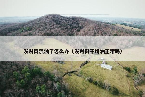 发财树流油了怎么办（发财树干出油正常吗）