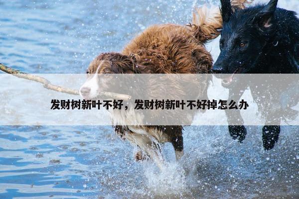 发财树新叶不好，发财树新叶不好掉怎么办