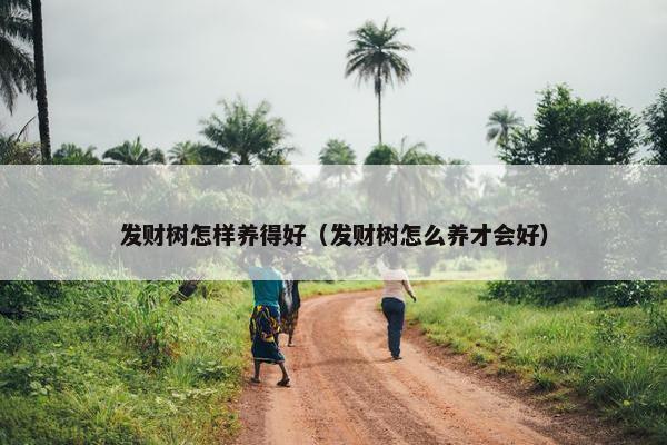 发财树怎样养得好（发财树怎么养才会好）