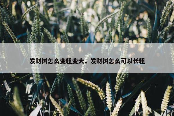 发财树怎么变粗变大，发财树怎么可以长粗