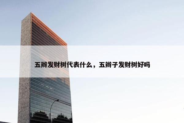 五辫发财树代表什么，五辫子发财树好吗