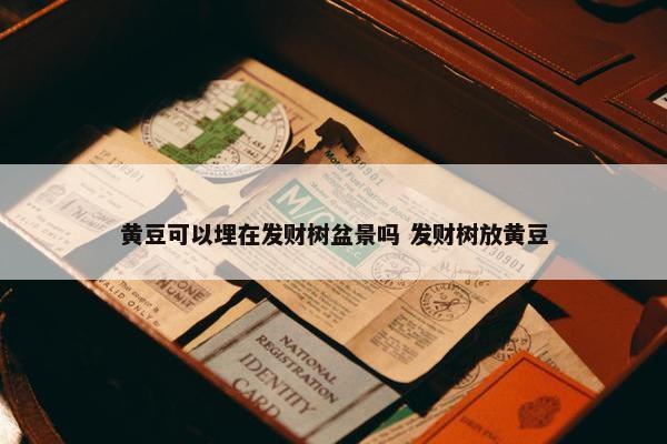 黄豆可以埋在发财树盆景吗 发财树放黄豆